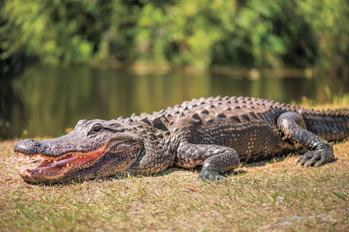 【NIKE】Florida alligatorアリゲーターブルゾン着丈76cm